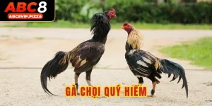 Gà chọi quý hiếm
