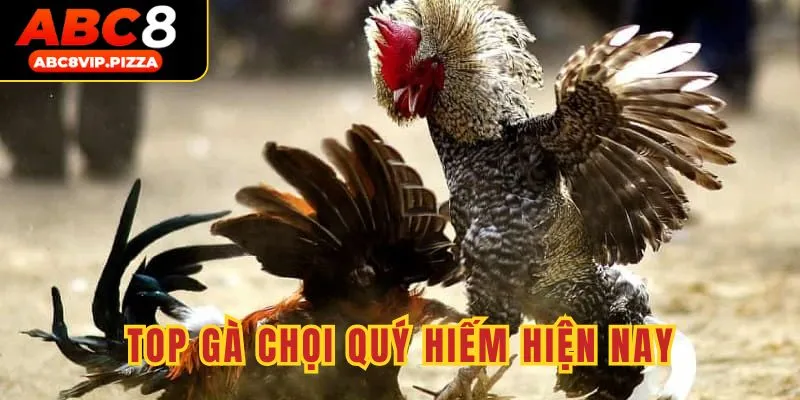 Top gà chọi quý hiếm đáng cân nhắc