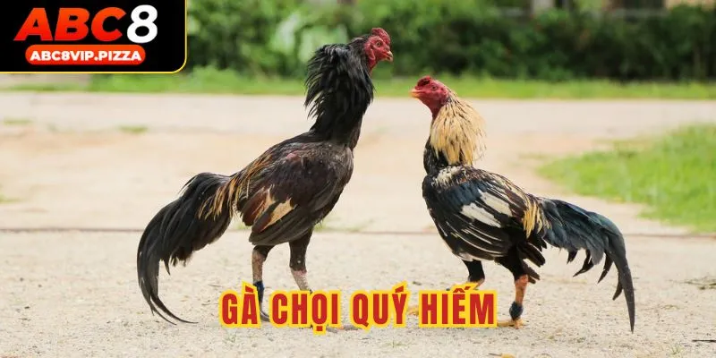 Gà chọi quý hiếm